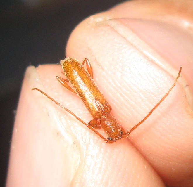 Axinopalpis gracilis - kecses selymescincér