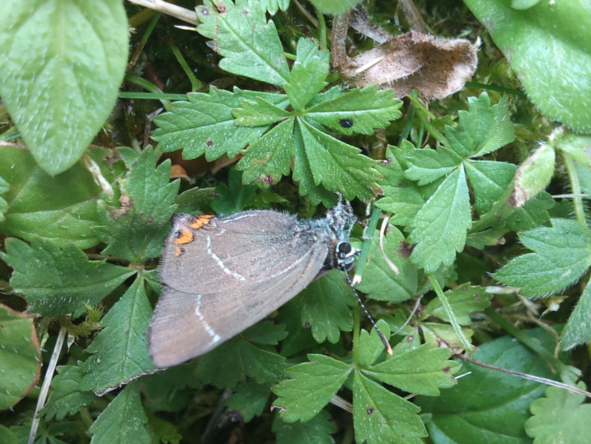Satyrium w-album - szilfa-csücsköslepke