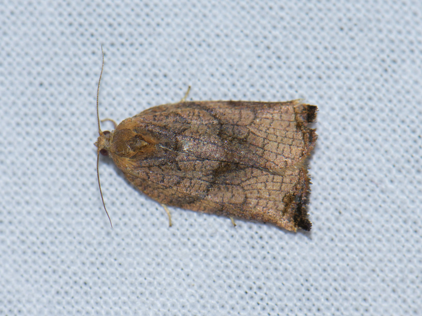 Archips podana - dudvarágó sodrómoly