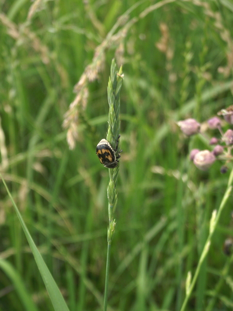 Anisoplia agricola - keresztes szipoly Anisoplia agricola - keresztes szipoly