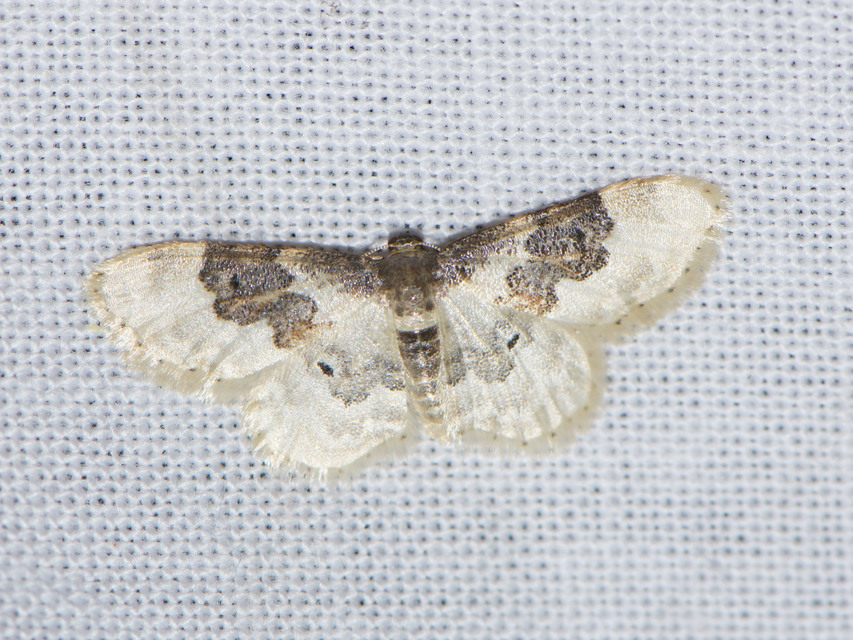 Idaea rusticata - tarka apróaraszoló