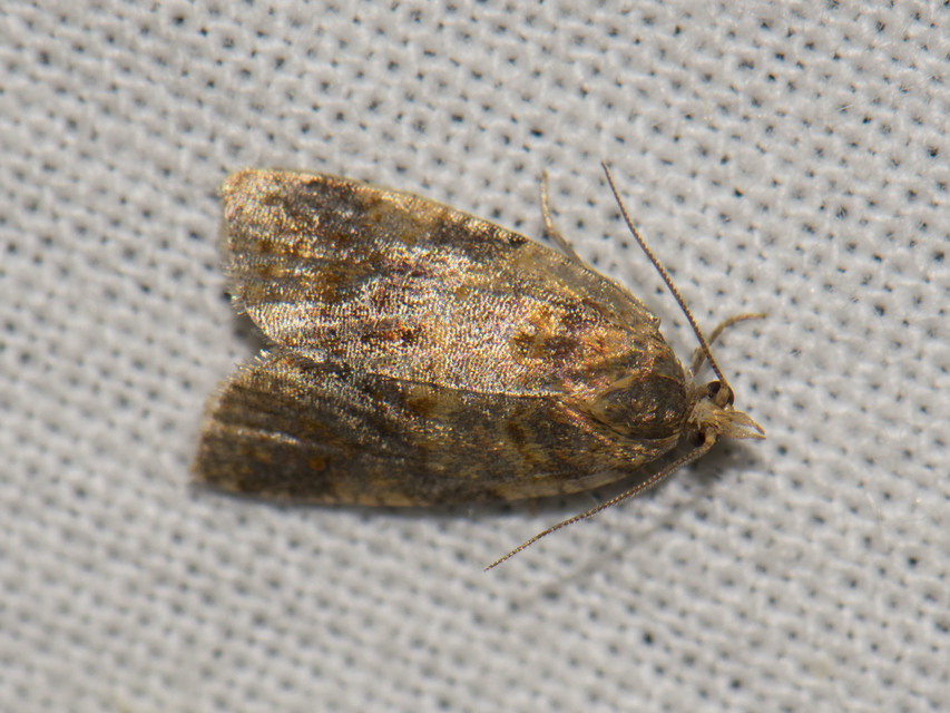Tortricinae