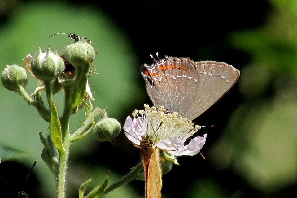 Satyrium ilicis - tölgyfa-csücsköslepke