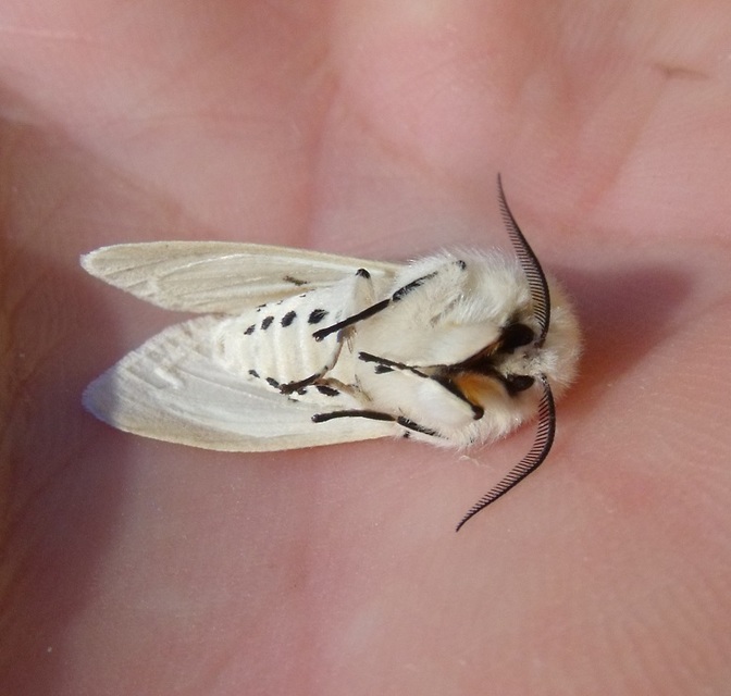 Spilosoma lubricipedum - tejszínű medvelepke