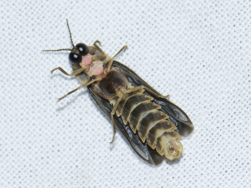 Lampyris noctiluca - nagy szentjánosbogár