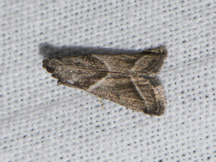 Nyctegretis lineana - agátszínű karcsúmoly