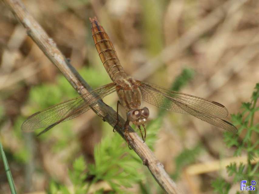 Crocothemis erythraea - skarlát szitakötő