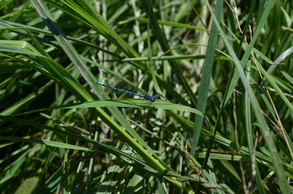 Coenagrion puella - azúrkék légivadász