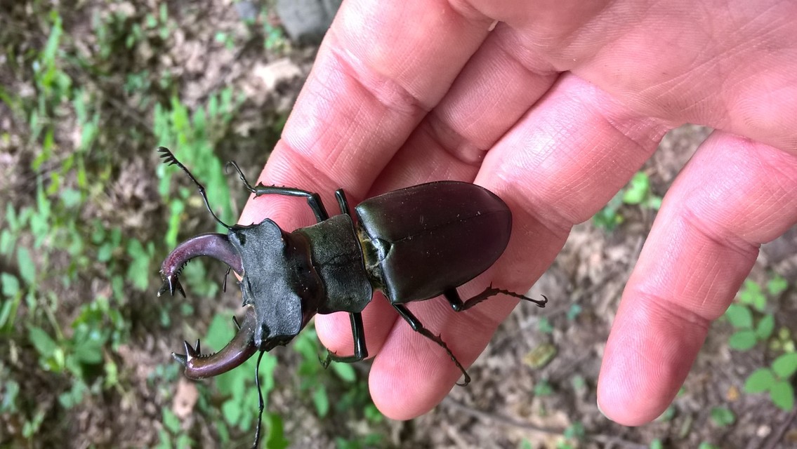 Lucanus cervus - nagy szarvasbogár
