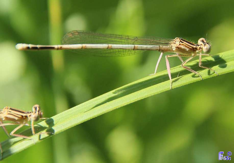 Platycnemis pennipes - széleslábú szitakötő