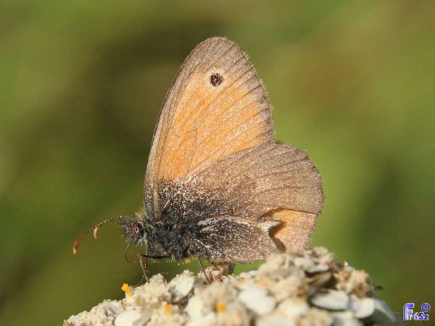 Coenonympha pamphilus - kis szénalepke