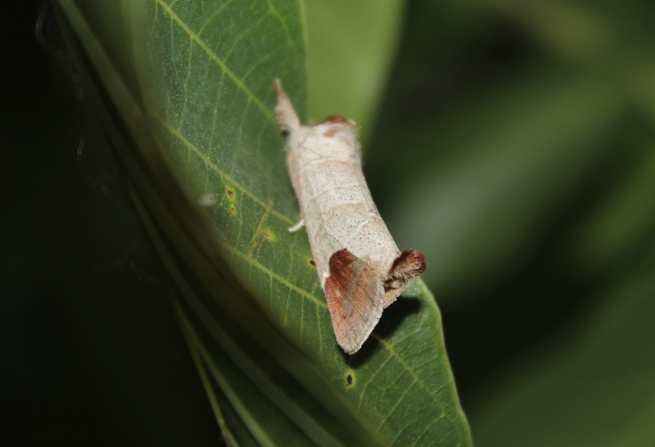 Clostera curtula - rövidszárnyú levélszövő