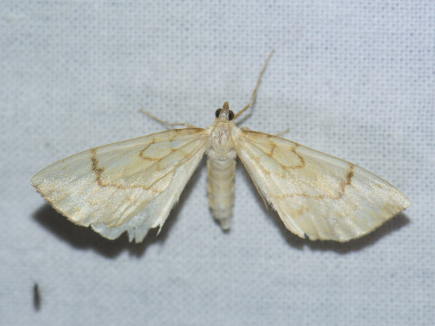 Eulithis pyraliata - sárga galajaraszoló