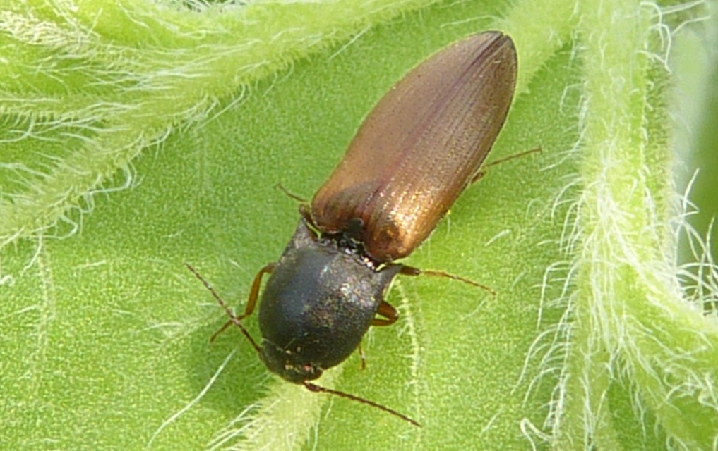 Agriotes ustulatus - mezei pattanó