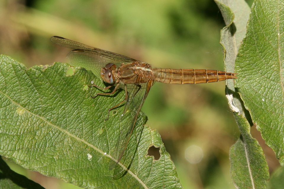 Crocothemis erythraea - skarlát szitakötő