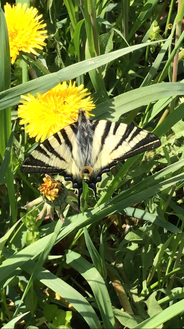 Iphiclides podalirius - kardoslepke