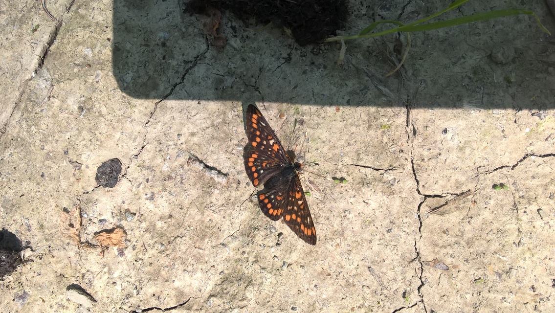 Euphydryas maturna - díszes tarkalepke