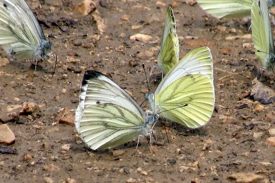Pieris napi - repcelepke