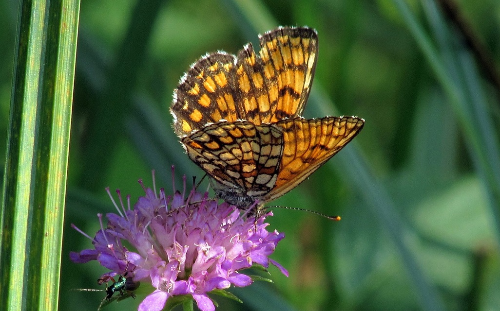 Melitaea athalia - közönséges tarkalepke