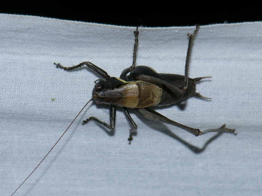 Pholidoptera aptera - nagy avarszöcske Pholidoptera aptera - nagy avarszöcske