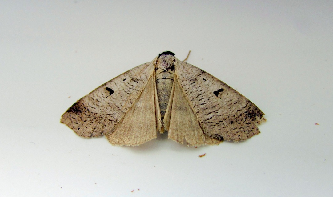 Lygephila pastinum - közönséges csüdfűbagoly