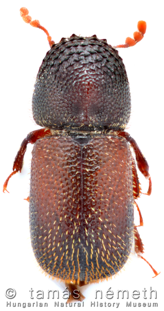Dinoderus minutus - bambuszfúró csuklyásszú
