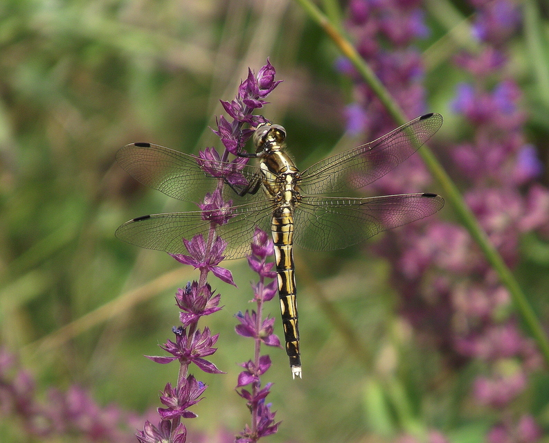 Orthetrum albistylum - fehérfarkú pásztorszitakötő