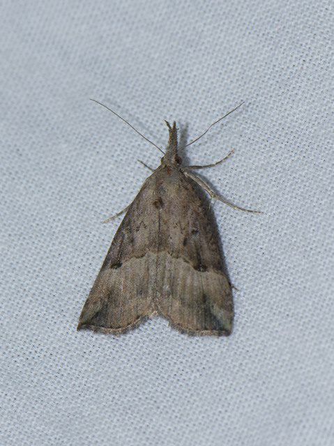 Hypena rostralis - közönséges karcsúbagoly