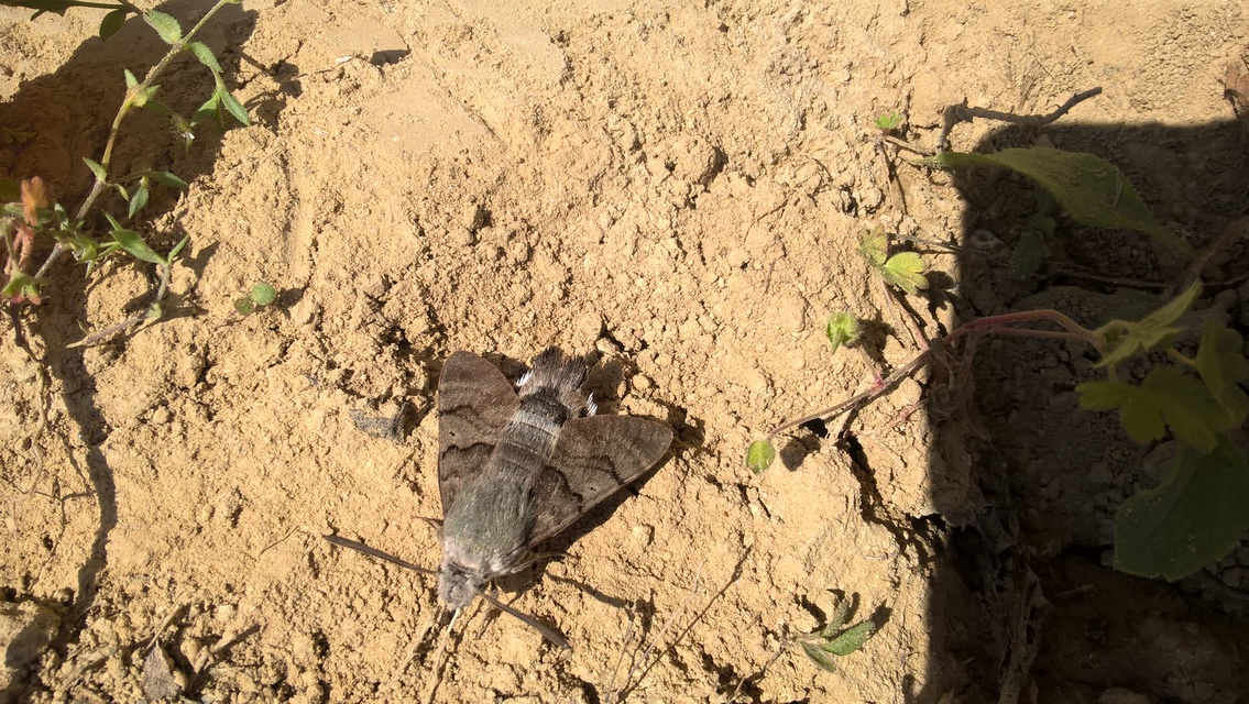 Macroglossum stellatarum - kacsafarkú szender