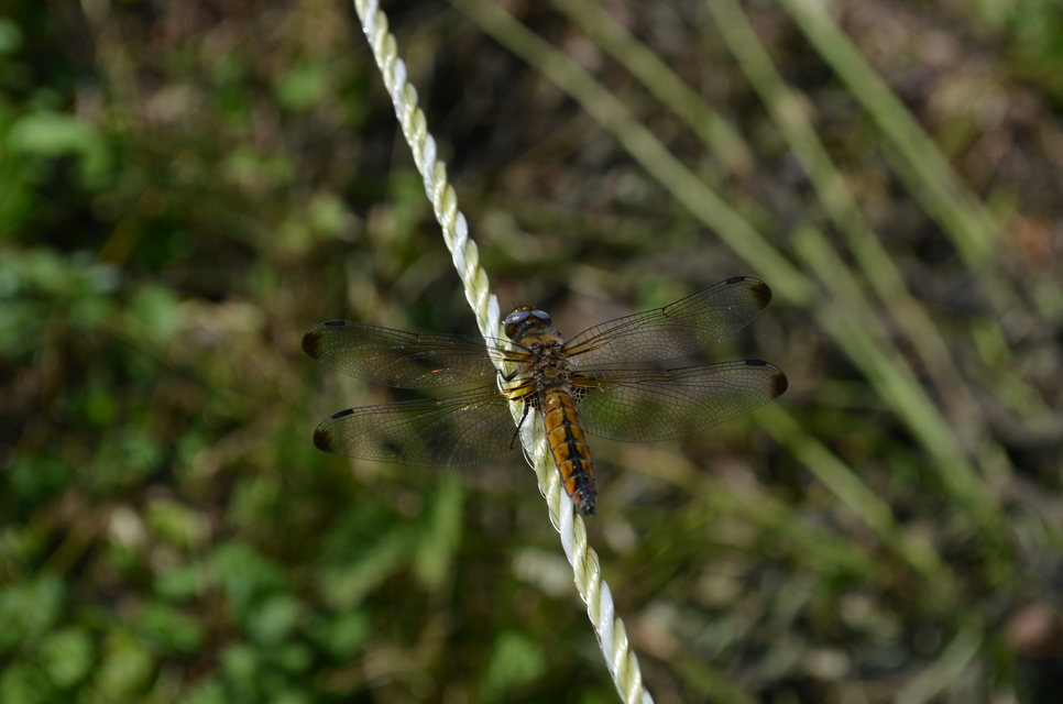Libellula fulva - kisfoltos laposacsa