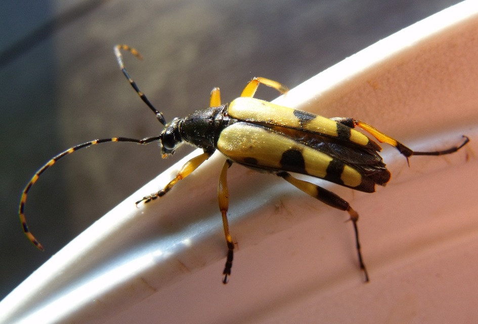 Rutpela maculata - tarkacsápú karcsúcincér