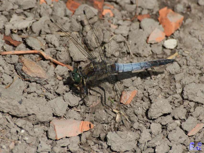 Orthetrum cancellatum - feketefarkú pásztorszitakötő