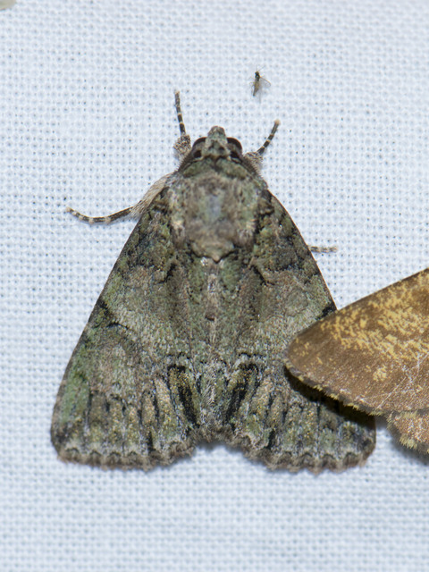 Polyphaenis sericata - selyemfényű erdeibagoly