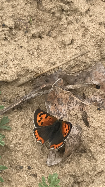 Lycaena phlaeas - közönséges tűzlepke
