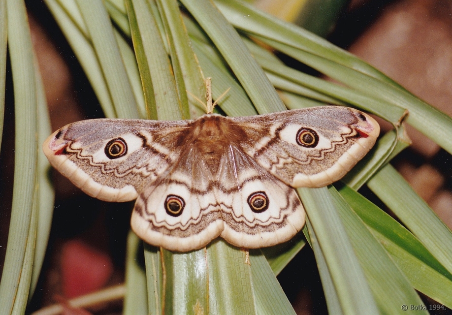 Saturnia pavoniella/pavonia