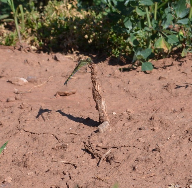 Orthetrum cancellatum - feketefarkú pásztorszitakötő