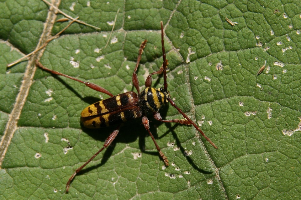 Plagionotus detritus - sárgafarú darázscincér