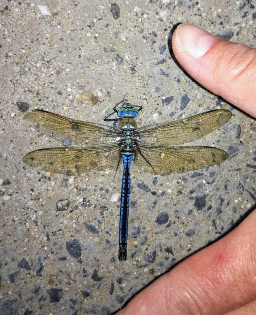 Anax imperator - zöld óriásacsa