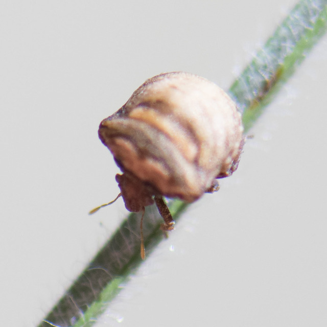 Vilpianus galii Vilpianus galii