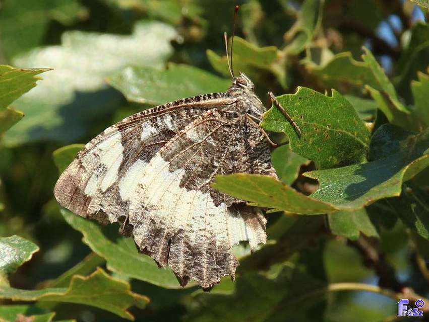 Brintesia circe - fehéröves szemeslepke