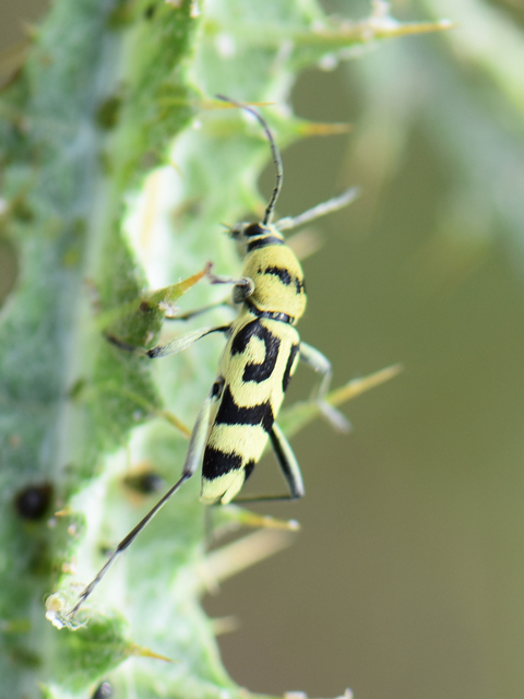 Chlorophorus varius - díszes darázscincér