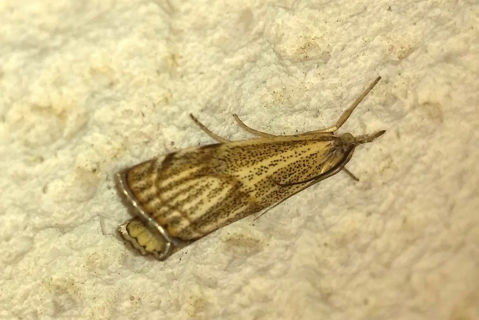 Thisanotia chrysonuchella - tavaszi fűgyökérmoly