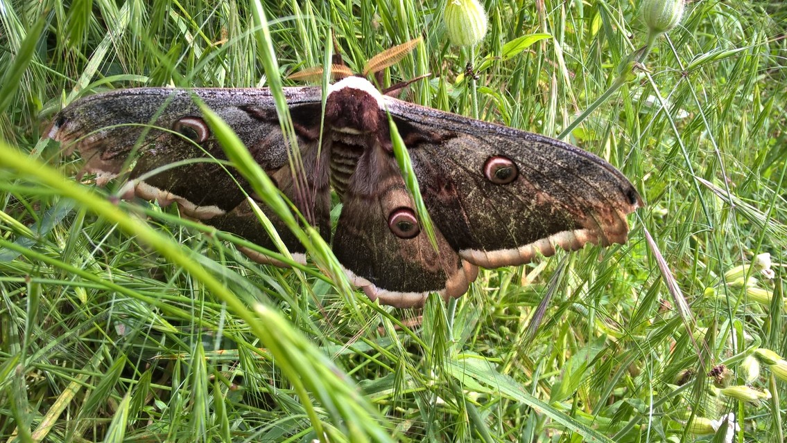 Saturnia pyri - nagy pávaszem