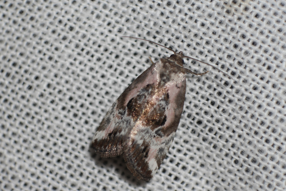 Hapalotis venustula - rózsaszínű mázasbagoly