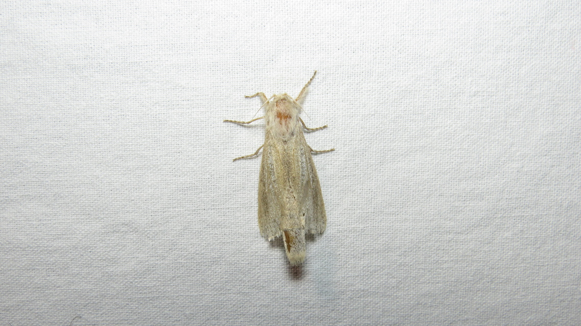 Phragmataecia castaneae - nádfúrólepke