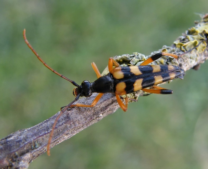 Strangalia attenuata - nyurgacincér
