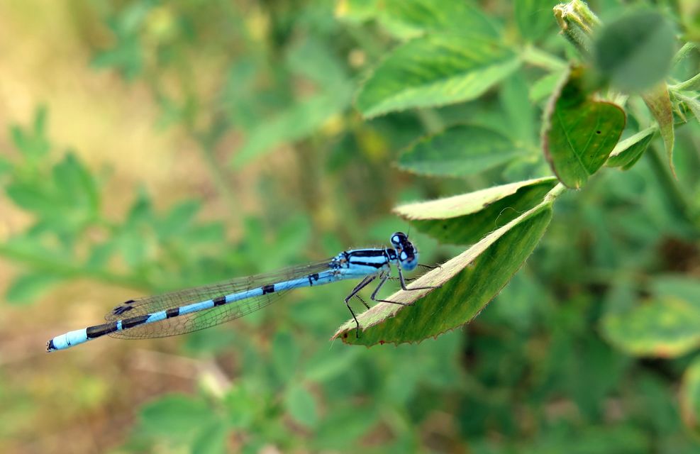 Enallagma cyathigerum - kéksávos légivadász