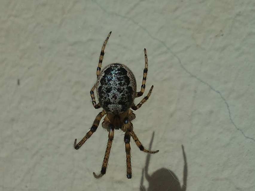 Leviellus