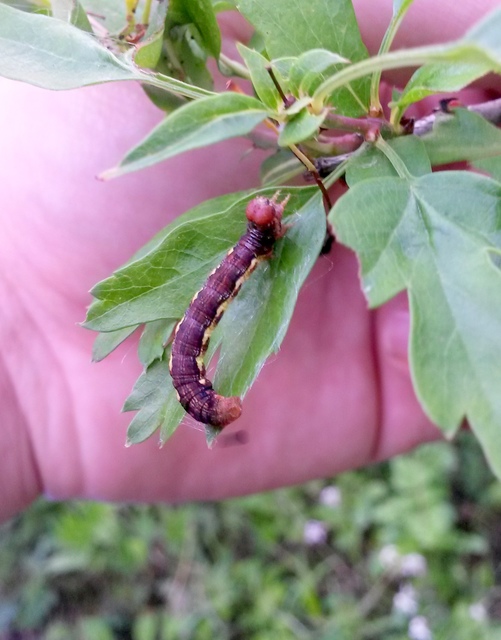 Erannis defoliaria - nagy téliaraszoló