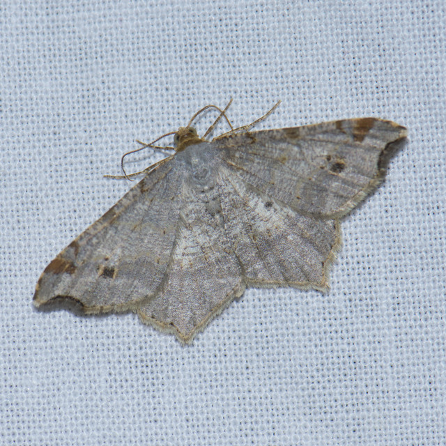 Macaria alternata - közönséges szürkearaszoló
